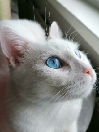Illustration de l'article : 17 photos d&eacute;voilant la beaut&eacute; des chats blancs