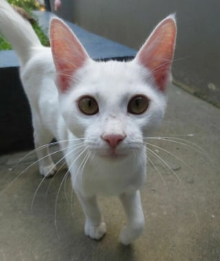 Illustration de l'article : 17 photos d&eacute;voilant la beaut&eacute; des chats blancs