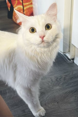 Illustration de l'article : 17 photos d&eacute;voilant la beaut&eacute; des chats blancs