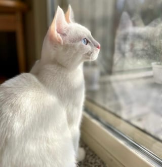 Illustration de l'article : 17 photos d&eacute;voilant la beaut&eacute; des chats blancs
