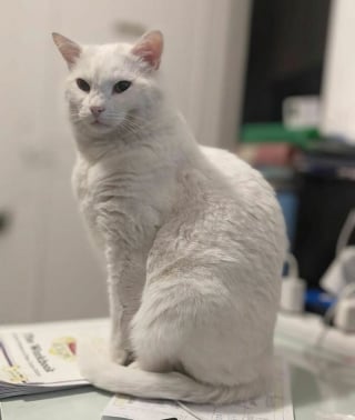 Illustration de l'article : 17 photos d&eacute;voilant la beaut&eacute; des chats blancs