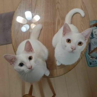 Illustration de l'article : 17 photos d&eacute;voilant la beaut&eacute; des chats blancs