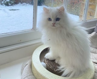 Illustration de l'article : 17 photos d&eacute;voilant la beaut&eacute; des chats blancs