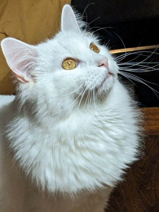 Illustration de l'article : 17 photos d&eacute;voilant la beaut&eacute; des chats blancs