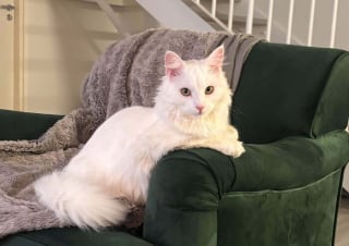 Illustration de l'article : 17 photos d&eacute;voilant la beaut&eacute; des chats blancs