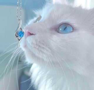 Illustration de l'article : 17 photos d&eacute;voilant la beaut&eacute; des chats blancs