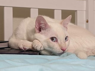 Illustration de l'article : 17 photos d&eacute;voilant la beaut&eacute; des chats blancs
