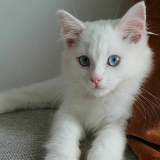 Illustration de l'article : 17 photos d&eacute;voilant la beaut&eacute; des chats blancs