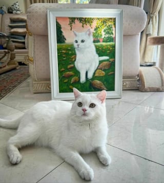 Illustration de l'article : 17 photos d&eacute;voilant la beaut&eacute; des chats blancs