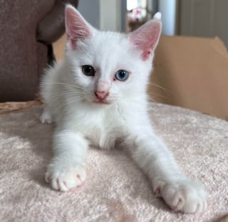 Illustration de l'article : 17 photos d&eacute;voilant la beaut&eacute; des chats blancs