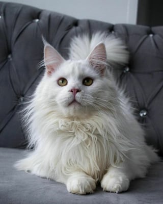 Illustration de l'article : 17 photos d&eacute;voilant la beaut&eacute; des chats blancs