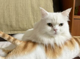 Illustration de l'article : 17 photos d&eacute;voilant la beaut&eacute; des chats blancs