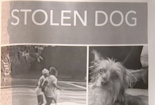 Illustration de l'article : Vol&eacute;e dans un jardin, cette chienne d&rsquo;assistance retrouve enfin sa petite ma&icirc;tresse autiste qui pleurait chaque jour son absence (vid&eacute;o)