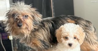 Illustration de l'article : Vol&eacute;e dans un jardin, cette chienne d&rsquo;assistance retrouve enfin sa petite ma&icirc;tresse autiste qui pleurait chaque jour son absence (vid&eacute;o)