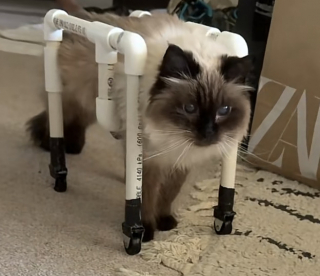 Illustration de l'article : Paralys&eacute;e, cette chatte de 18 ans red&eacute;couvre la libert&eacute; gr&acirc;ce &agrave; un d&eacute;ambulateur sur mesure (vid&eacute;o)