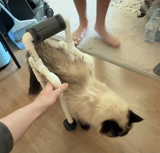 Illustration de l'article : Paralys&eacute;e, cette chatte de 18 ans red&eacute;couvre la libert&eacute; gr&acirc;ce &agrave; un d&eacute;ambulateur sur mesure (vid&eacute;o)