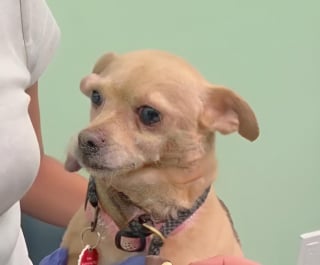 Illustration de l'article : Apr&egrave;s 5 mois de traitements contre un cancer cette chienne profite enfin de sa famille (vid&eacute;o)