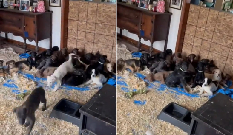 Des dizaines de chiots rassemblés sur une bâche bleue dans une salle à manger