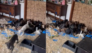 Illustration de l'article : M&egrave;re et fille r&eacute;quisitionnent leur salle &agrave; manger pour y accueillir 24 chiots abandonn&eacute;s en attendant l'arriv&eacute;e des b&eacute;n&eacute;voles