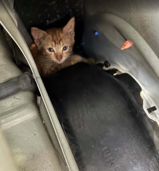 Illustration de l'article : Un chaton roux coinc&eacute; dans le moteur d'une voiture est lib&eacute;r&eacute; par les pompiers et adopt&eacute; par un commer&ccedil;ant voisin