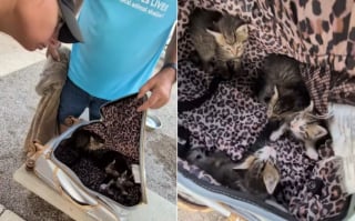 Illustration de l'article : En promenant son chien pr&egrave;s d'un cimeti&egrave;re, il y d&eacute;couvre et sauve 4 chatons d'un mois abandonn&eacute;s dans une valise