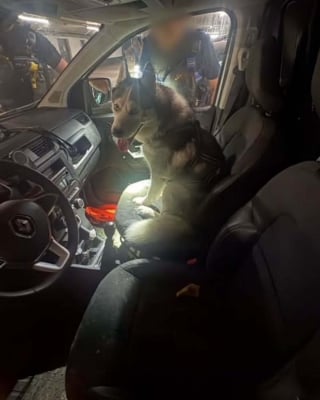 Illustration de l'article : La police municipale cannoise brise la vitre d'une voiture pour lib&eacute;rer un Husky qui y &eacute;tait enferm&eacute; en pleine chaleur