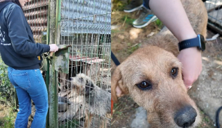 Illustration de l'article : Apr&egrave;s des ann&eacute;es de signalements, 5 chiens sauv&eacute;s d&rsquo;un chenil insalubre re&ccedil;oivent enfin les soins et l'attention qu'ils m&eacute;ritent avant leur adoption