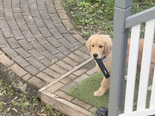 Illustration de l'article : Pendant 3 jours, elle cherchait sa t&eacute;l&eacute;commande avant de d&eacute;couvrir que son chiot Golden Retriever l&rsquo;avait gard&eacute;e pour lui (vid&eacute;o)