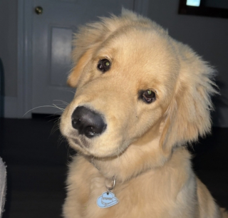 Illustration de l'article : Pendant 3 jours, elle cherchait sa t&eacute;l&eacute;commande avant de d&eacute;couvrir que son chiot Golden Retriever l&rsquo;avait gard&eacute;e pour lui (vid&eacute;o)