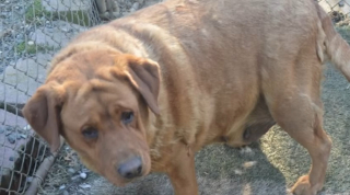 Illustration de l'article : Souffrant d'ob&eacute;sit&eacute; morbide, cette chienne sauv&eacute;e d'une usine &agrave; chiots perd 20 kg et retrouve sa joie de vivre apr&egrave;s son adoption