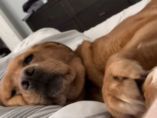 Illustration de l'article : Souffrant d'ob&eacute;sit&eacute; morbide, cette chienne sauv&eacute;e d'une usine &agrave; chiots perd 20 kg et retrouve sa joie de vivre apr&egrave;s son adoption