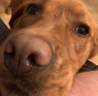 Illustration de l'article : Souffrant d'ob&eacute;sit&eacute; morbide, cette chienne sauv&eacute;e d'une usine &agrave; chiots perd 20 kg et retrouve sa joie de vivre apr&egrave;s son adoption