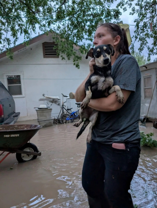 Illustration de l'article : Abandonn&eacute;s en plein milieu d'&eacute;normes inondations des centaines de chiens et chats sont sauv&eacute;s par une association