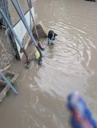 Illustration de l'article : Abandonn&eacute;s en plein milieu d'&eacute;normes inondations des centaines de chiens et chats sont sauv&eacute;s par une association