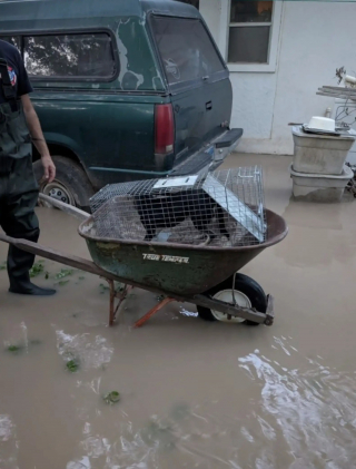 Illustration de l'article : Abandonn&eacute;s en plein milieu d'&eacute;normes inondations des centaines de chiens et chats sont sauv&eacute;s par une association