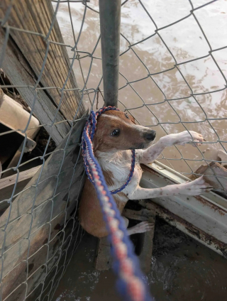 Illustration de l'article : Abandonn&eacute;s en plein milieu d'&eacute;normes inondations des centaines de chiens et chats sont sauv&eacute;s par une association