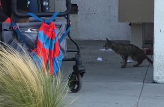 Illustration de l'article : Ignor&eacute;e par les passants dans la rue cette chatte errante ayant du mal &agrave; respirer est sauv&eacute;e et enfin op&eacute;r&eacute;e