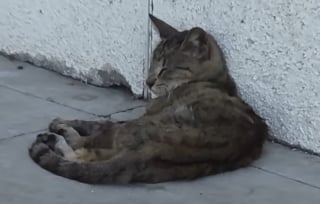 Illustration de l'article : Ignor&eacute;e par les passants dans la rue cette chatte errante ayant du mal &agrave; respirer est sauv&eacute;e et enfin op&eacute;r&eacute;e