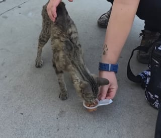 Illustration de l'article : Ignor&eacute;e par les passants dans la rue cette chatte errante ayant du mal &agrave; respirer est sauv&eacute;e et enfin op&eacute;r&eacute;e