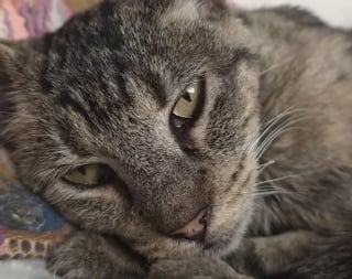 Illustration de l'article : Ignor&eacute;e par les passants dans la rue cette chatte errante ayant du mal &agrave; respirer est sauv&eacute;e et enfin op&eacute;r&eacute;e