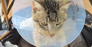 Illustration de l'article : Ignor&eacute;e par les passants dans la rue cette chatte errante ayant du mal &agrave; respirer est sauv&eacute;e et enfin op&eacute;r&eacute;e
