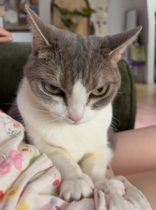 Illustration de l'article : A 11 ans, cette chatte adopt&eacute;e en refuge p&eacute;trit sa ma&icirc;tresse en affichant une expression de m&eacute;chante de dessin anim&eacute; (vid&eacute;o)