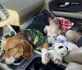 Illustration de l'article : Tombée sous le charme d’un Beagle lors d’un sauvetage dans un laboratoire, une bénévole finit par le retrouver et l’adopte