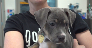 Illustration de l'article : Cette jeune crois&eacute;e Pitbull perd une patte &agrave; cause d'une infection mais trouve une famille aimante pour la vie