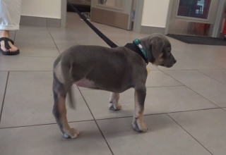 Illustration de l'article : Cette jeune crois&eacute;e Pitbull perd une patte &agrave; cause d'une infection mais trouve une famille aimante pour la vie
