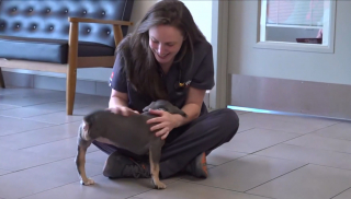 Illustration de l'article : Cette jeune crois&eacute;e Pitbull perd une patte &agrave; cause d'une infection mais trouve une famille aimante pour la vie
