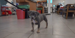 Illustration de l'article : Cette jeune crois&eacute;e Pitbull perd une patte &agrave; cause d'une infection mais trouve une famille aimante pour la vie
