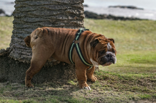 Illustration de l'article : Vrai ou faux : un chien castr&eacute; continue-t-il de lever la patte pour uriner ?