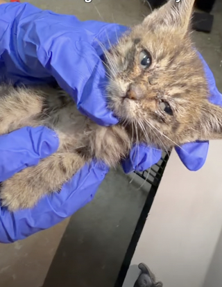 Illustration de l'article : Maigre et malade, ce chaton trouvé sur le trottoir a trouvé une famille aimante grâce à sa sauveuse (vidéo)