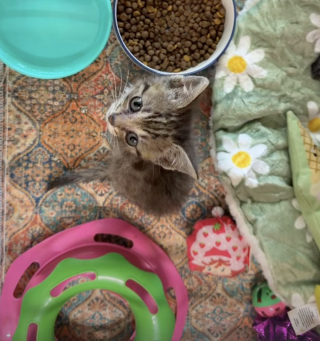 Illustration de l'article : Maigre et malade, ce chaton trouvé sur le trottoir a trouvé une famille aimante grâce à sa sauveuse (vidéo)